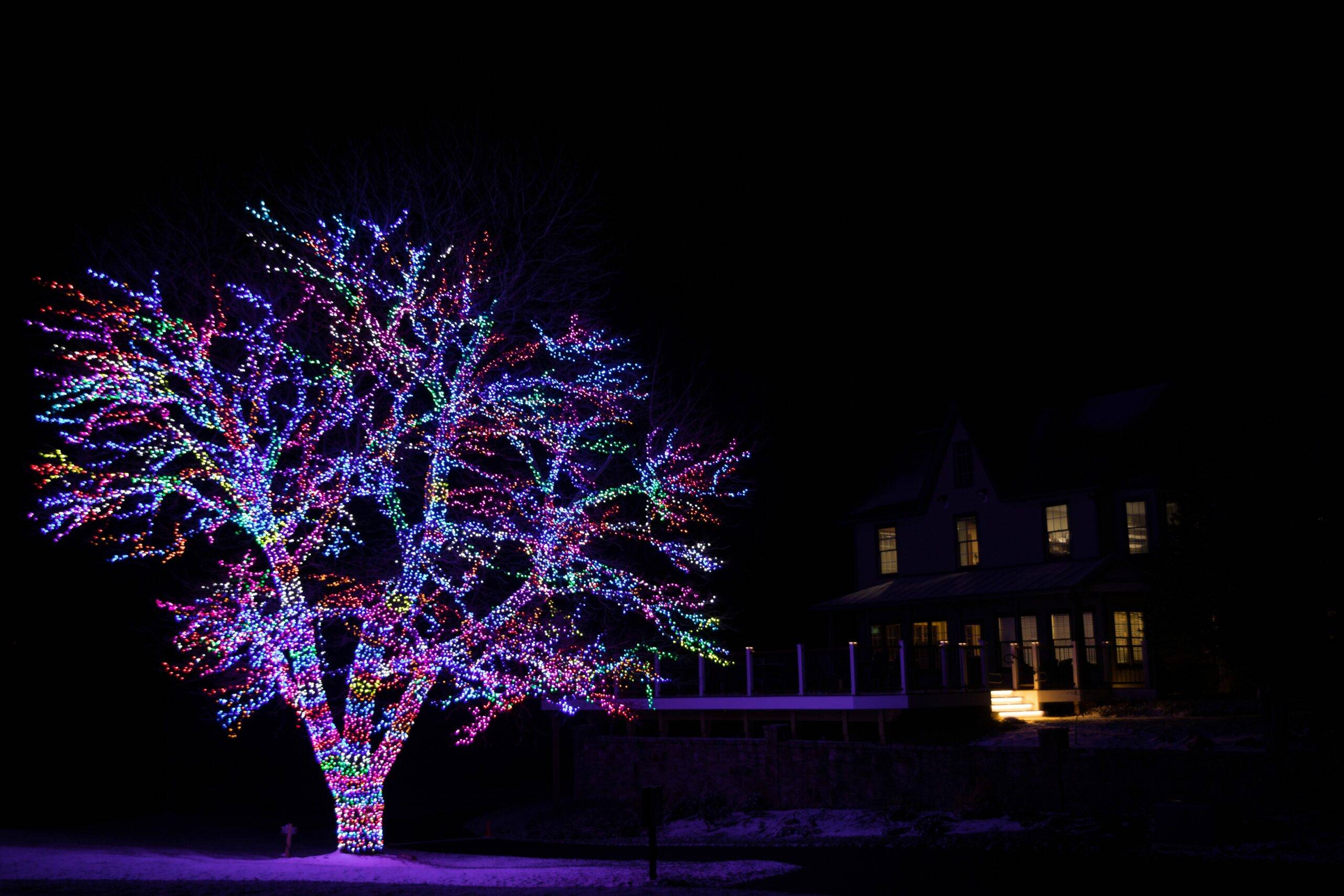 Tree with red, green, blue, and yellow holiday lights